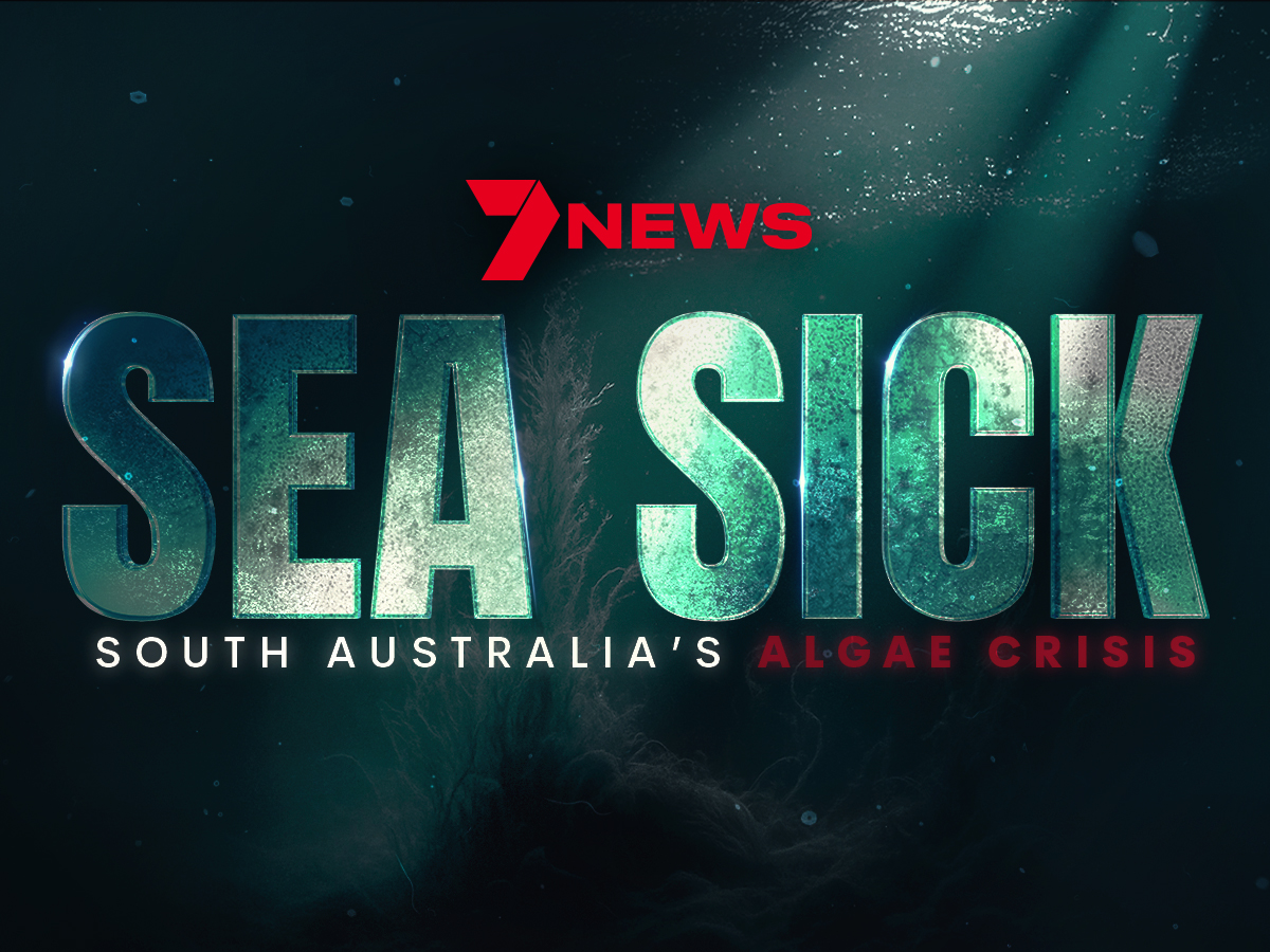 7NEWS: Sea Sick: South Australia's Algae Crisis